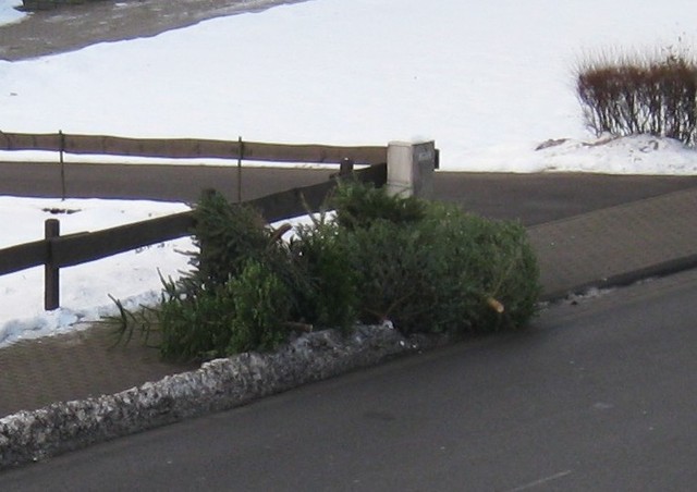 Wie in jedem Jahr holte die Jugendfeuerwehr wieder die ausgedienten Weihnachtsbäume ab.