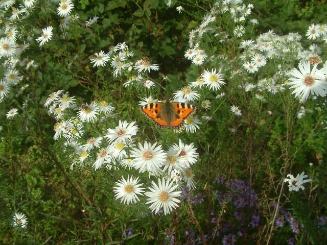 Schmetterling1.jpg.jpg